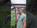 Как получить богатый урожай в теплице.