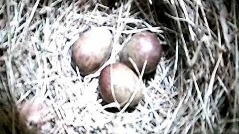 Sarang sudah jadi,Mengapa indukan Betina gak Bertelur ?