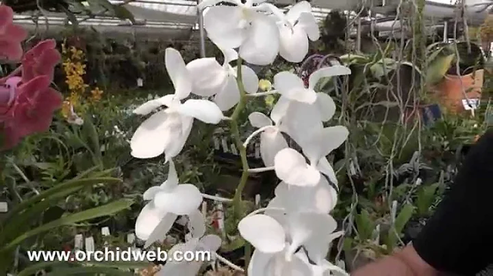 OrchidWeb - Vanda coerulea alba