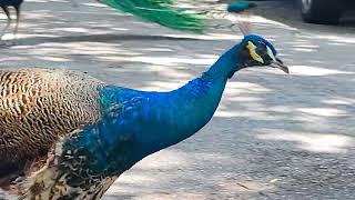 #peacock #follows #peahen #pecking #birdsounds #indianpeafowl #videoshort