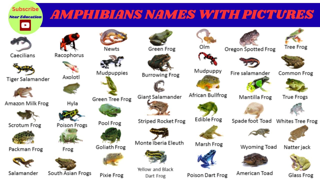 Amphibians Names and Pictures in English | Vertebrates | Famous ...