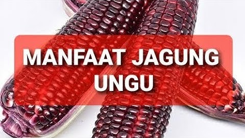 Manfaat Jagung ungu _jagung ketan