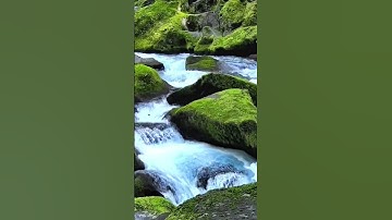 قل يا عبادي الذين اسرفوا على انفسهم #سورة_الزمر #ادهم_نابلسي #المصحف #adhamnabulsi #اكسبلور #nature