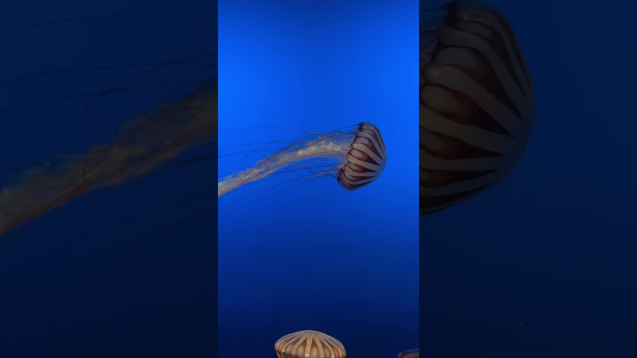 #jellyfish