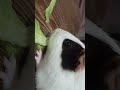 ASMR Cuyo