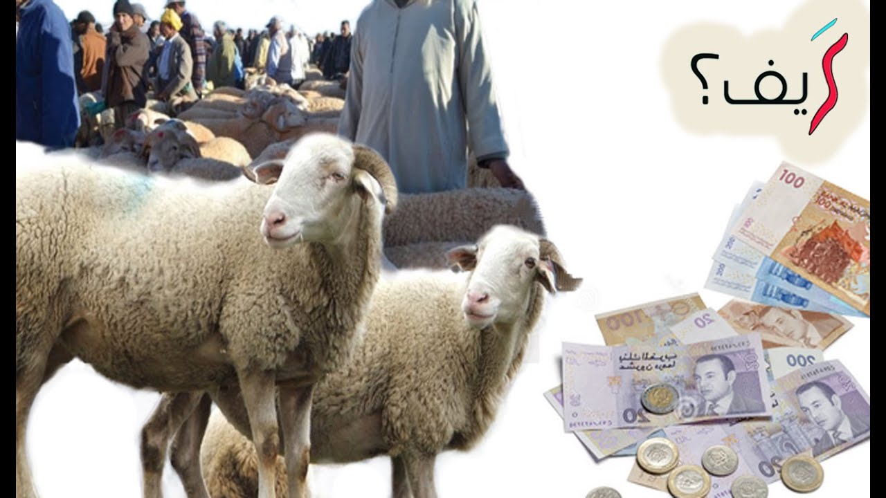 كيف تختار خروف العيد؟ نصائح هامة قبل شراء الأضحية !!