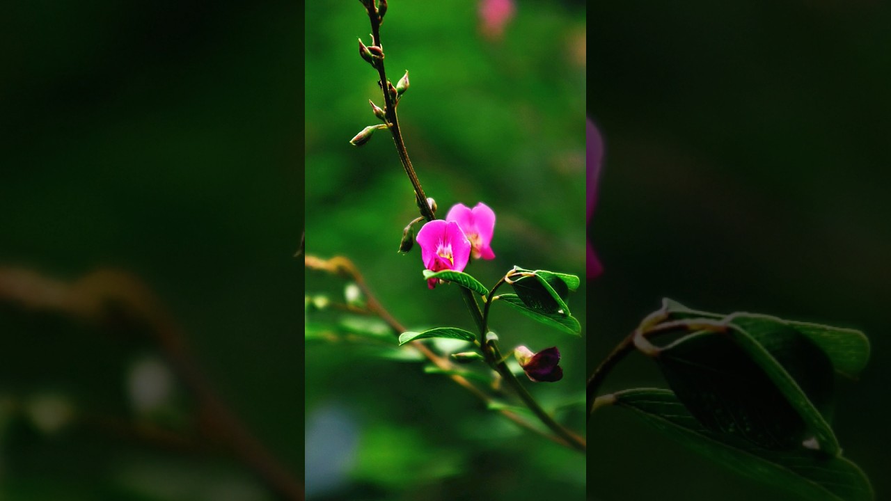 Tephrosia purpurea flower photography 