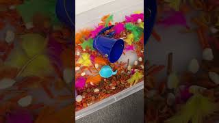 STOP!!!  What’s in your sensory bin #sensoryfriendly #sensoryplay #occupationaltherapy #kids
