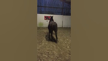 Mounting block training