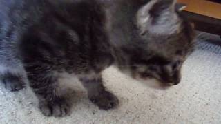 122 3188 Kitten - Tabby