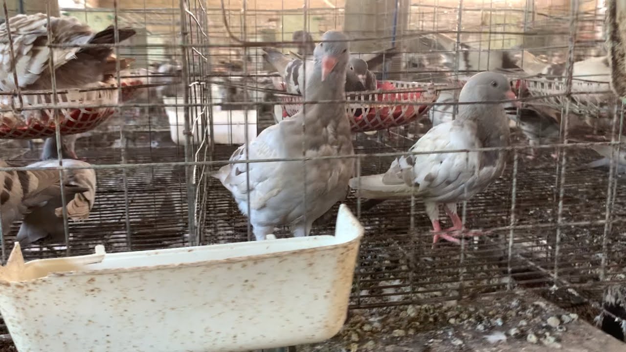 Làm Sao để chim Bồ câu mẹ nhanh đẻ lại