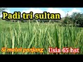 Padi tri sultan mulai keluar malai
