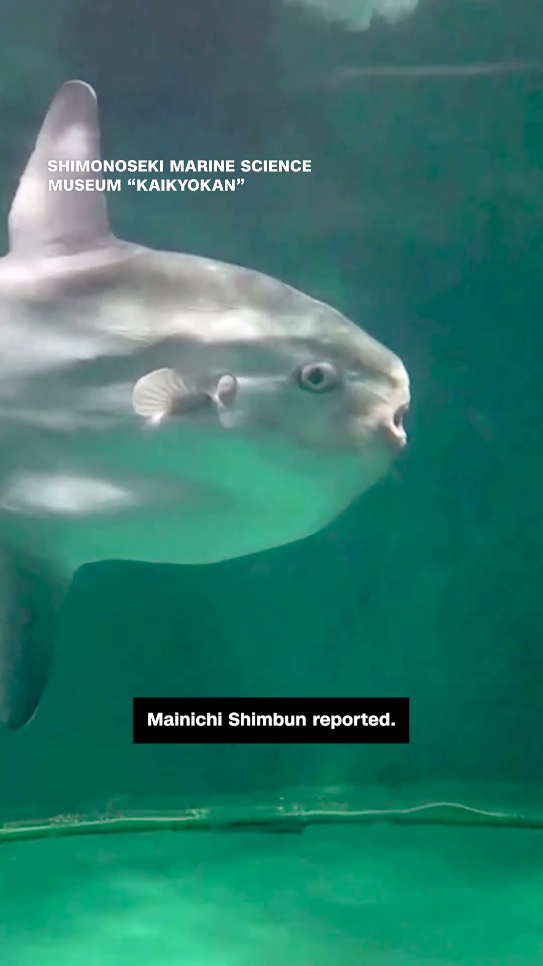 How a Japanese aquarium kept this lonely sunfish happy