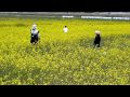 菜の花畑のかくれんぼ