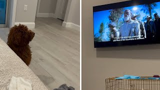 Bruno's TV Time: A Pawsitively Adorable Watch Party #shorts