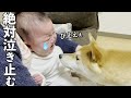 泣いてる赤ちゃんが絶対に泣き止む柴犬のあやし方