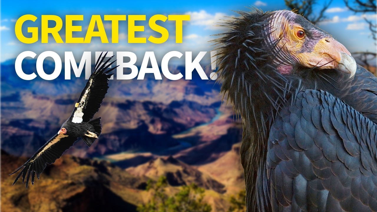 They Were Down to 27 Now Look at Them (California Condor) - YouTube