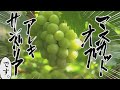 東京ホテイソンや声優・金元寿子さんが「岡山特産のブドウ」を動画でPR!第2弾