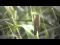Trzciniak Głośny Clamorous Reed Warbler Acrocephalus Stentoreus mp3