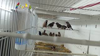 New York Bird Supply: Shaft Tail Finch