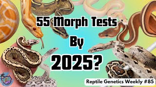 Can We Make 11 More Morph Tests By 2025 - Reptile Genetics Weekly Ep 85