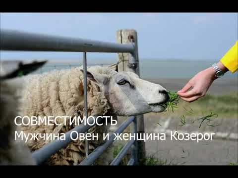 Совместимость мужчины Овна и женщины Козерога