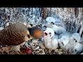 Hungry Kestrel Chicks Receive Meal From Mom | May 28, 2026