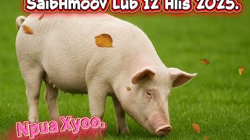 SaibHmoov: Npua Xyoo Txoj Koob Hmoov Lub 12 Hlis Xyoo 2025 Seb Yuav Zoo Li Cas?