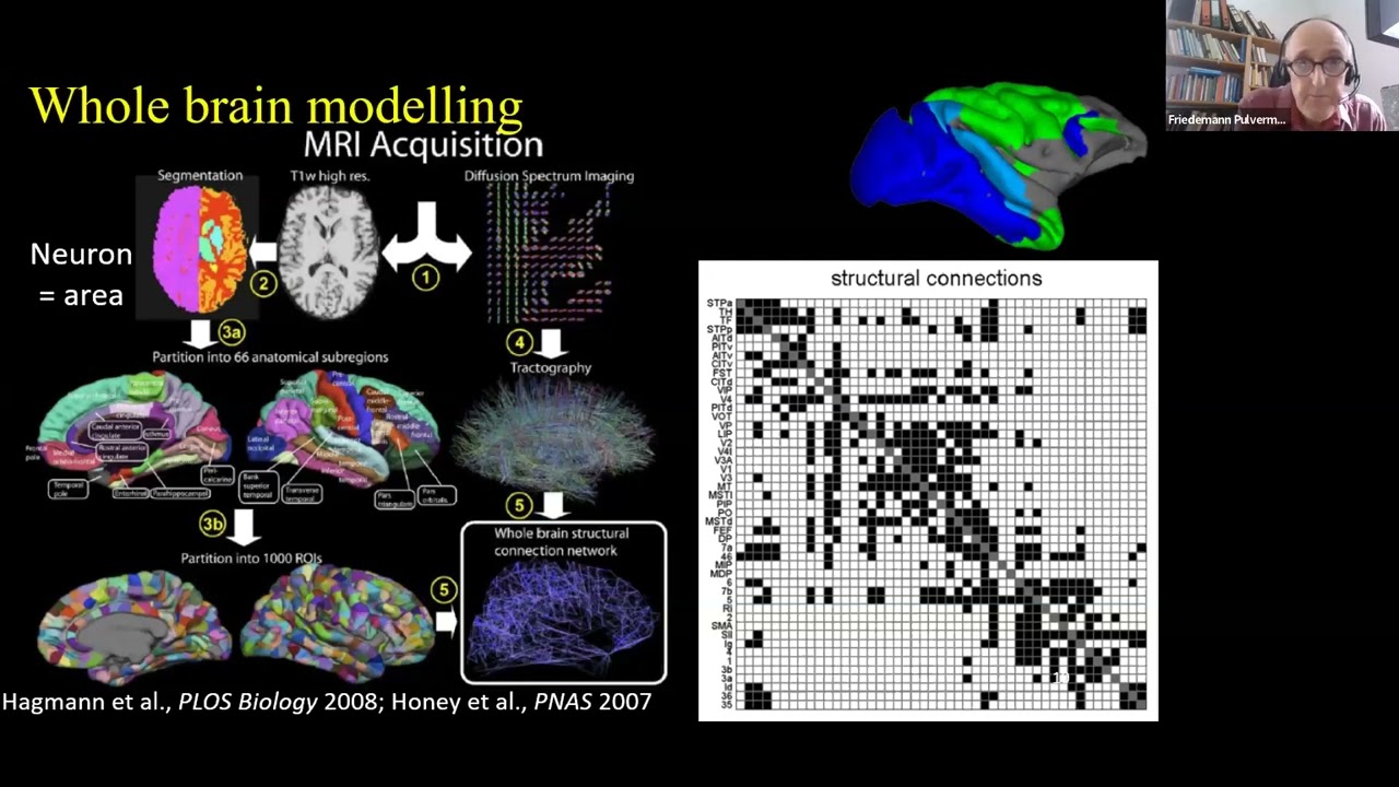 LLM Understanding: 2. F. PULVERMUELLER "Semantic grounding  in brain-constrained neural networks"