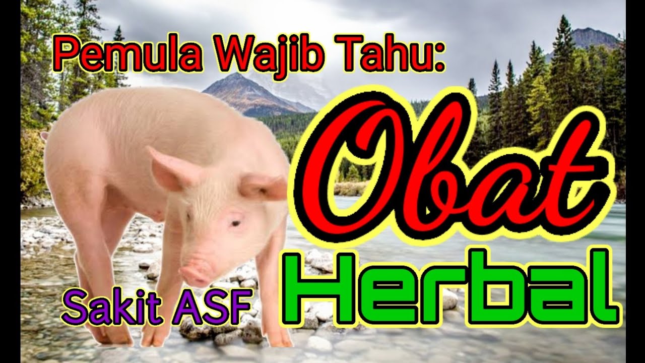 Pemula Wajib Tahu, Cara Meracik Obat Herbal Untuk Babi Sakit