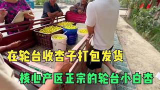在轮台小白杏核心产区找了个收货点，开始打包发货，每天现摘现发