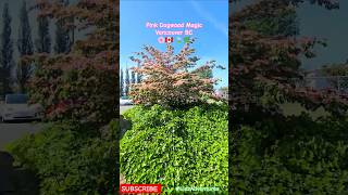 🌸 Beauty of Pink Flowering Dogwoods#nature#blossom #dogwood#vancouverBc #shorts