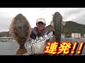 小さな港のヒラメ釣り　港内でまさかの連発でした！