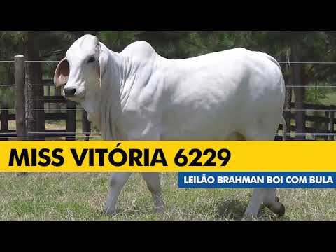 LOTE 44 - VITB 6229