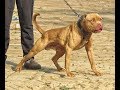 PItbull da Jorr l breed l latest videosl 2019