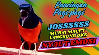 PANCINGAN PAGI-PAGI AGAR MURAI GACOR❗❗ MURAI MACET PASTI NYAUT EMOSI❗❗