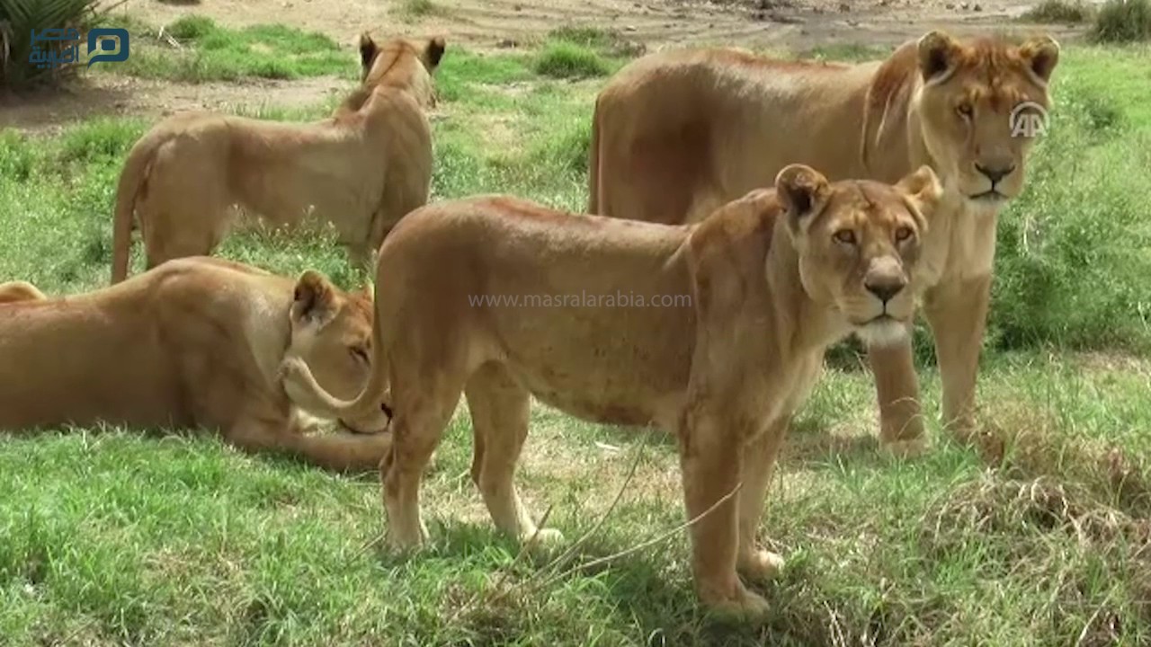 مصر العربية | 