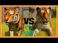 Planet Zoo Animal Comparison: Bengal Tiger vs Siberian Tiger!!