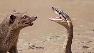 Deadly Snake Attack on Wild Animals! Python vs Crocodile Brutal Fight