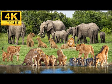 4K African Animals: