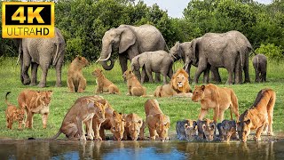 4K African Animals: Bwabwata National Park - Amazing African Wildlife Footage with Real Sounds