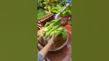 Món ngon từ Cải thìa Rạng Đông #hatgiongrangdong #rangdongseeds