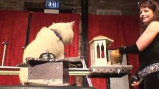 Circus Cats Take The Stage