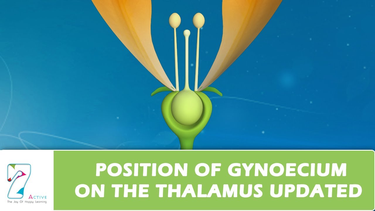 Position of gynoecium on the thalamus UPDATED