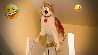 Funny Dogs, Cats and Animals Videos 2023 😎Most Trending Animal Videos #42
