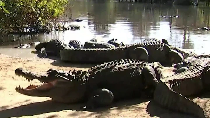 Which lake in Florida has the most alligators?