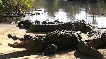 Do Springs in Florida have alligators?