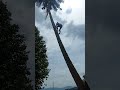 pohon kelapanya terlalu rendah # jangkauanluas