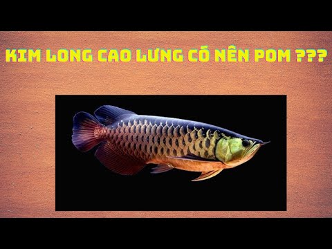 KIM LONG CAO LƯNG CÓ NÊN POM HAY KHÔNG ?