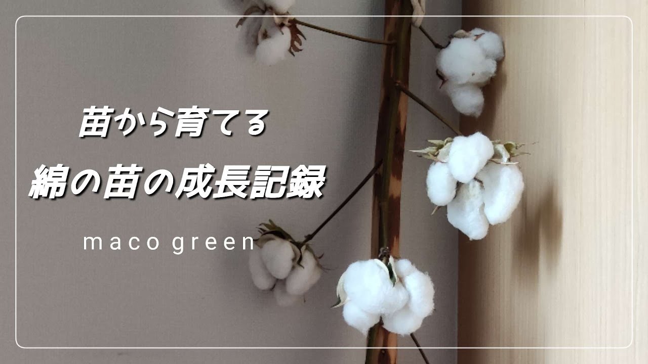 【綿の成長記録】綿を育てるのは簡単なんです🌼植物から綿が出来るなんて感動です